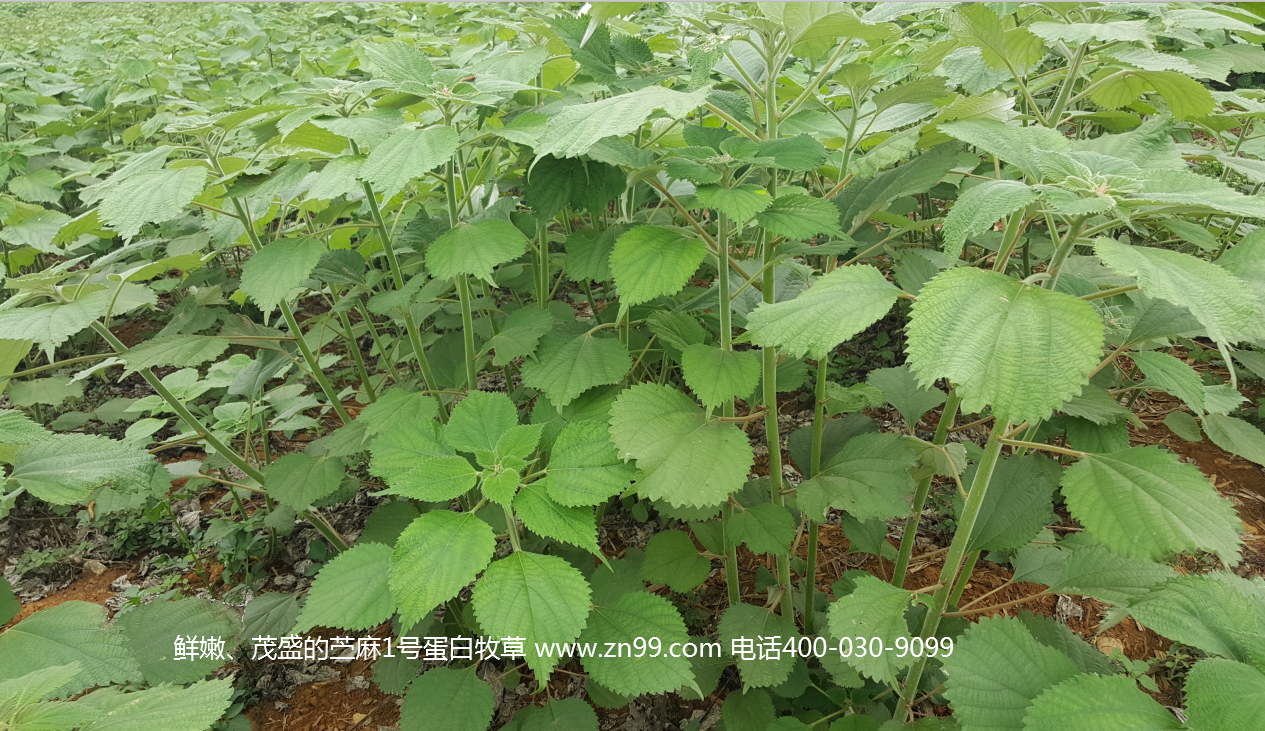 苧麻1號蛋白牧草——高蛋白高氨基酸藥草兼用，四季多年生超高產(chǎn)牧草