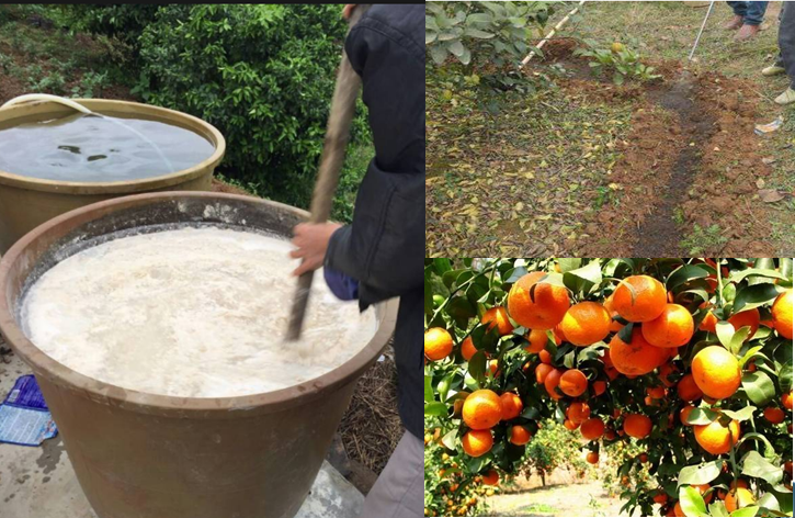 高級果蔬水肥快速發(fā)酵劑，水肥專業(yè)發(fā)酵劑，砂糖桔等高級水果專業(yè)快速肥料發(fā)酵劑