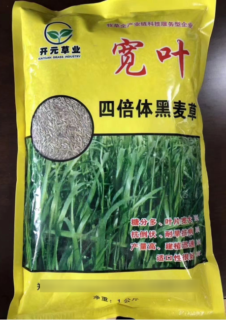 寬葉一年生四倍體黑麥草--耐低溫生長，秋冬非常優(yōu)質(zhì)的牧草