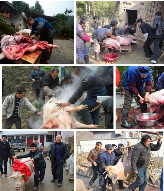 年豬——長期供應高品質年豬，長期采用發酵牧草與中草藥飼喂，豬肉味自然濃香土味十足