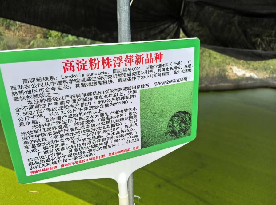 飼料型浮萍新品種：高淀粉株系（紫萍）：Landotia punctata，國際編號0001，淀粉含量最高可達(dá)45%