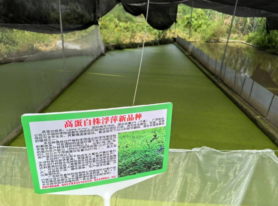 飼料型浮萍新品種：高蛋白株系：Lemna minor，國際編號7868，粗蛋白含量最高31%