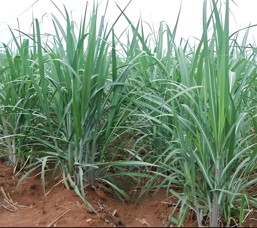 分蘗能力強的糖蔗品種.jpg 分蘗能力強的糖蔗品種.jpg