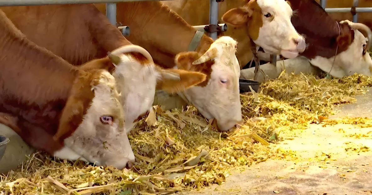 圖片4.png 圖片4.png