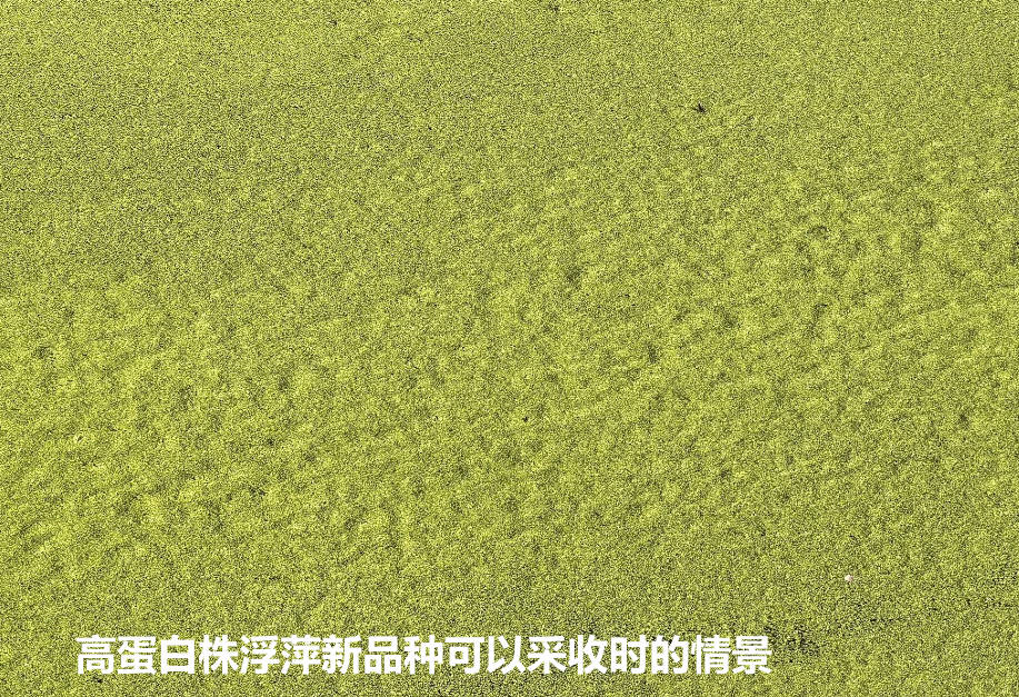 高蛋白株浮萍新品種可以采收時的情景.jpg 高蛋白株浮萍新品種可以采收時的情景.jpg