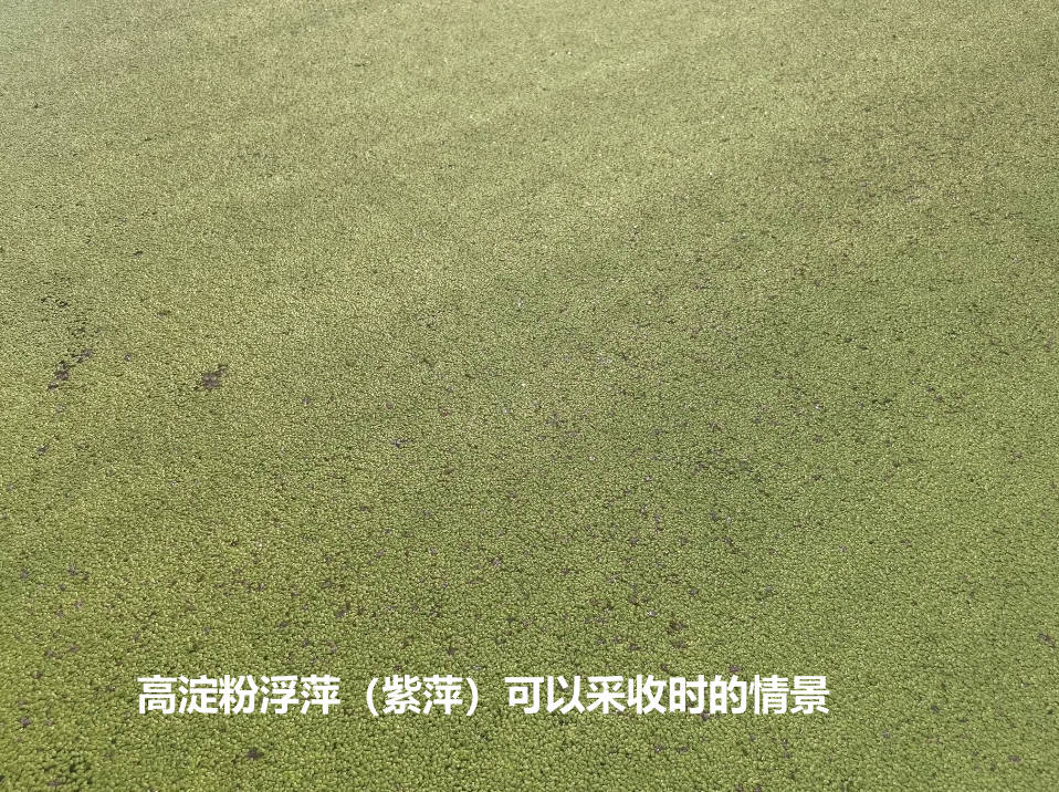 高淀粉浮萍(紫萍)可以采收時的情景.jpg 高淀粉浮萍(紫萍)可以采收時的情景.jpg