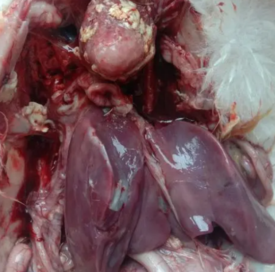 619F80146A264F6B8ECFAED7C59EFC68.png 619F80146A264F6B8ECFAED7C59EFC68.png