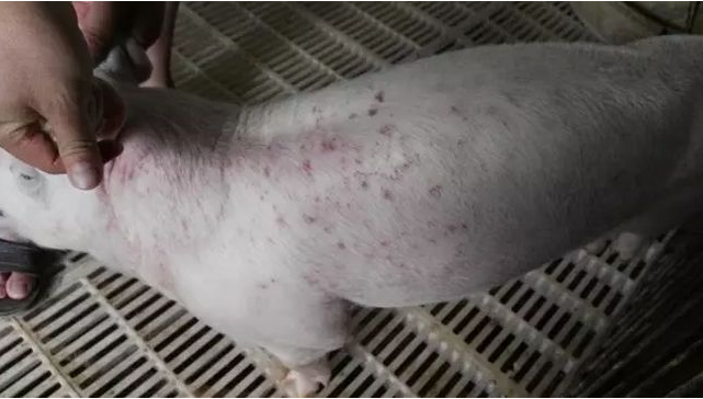 豬皮膚出現(xiàn)紅點.png 豬皮膚出現(xiàn)紅點.png