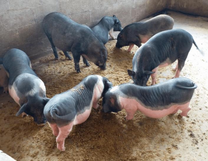 1717402454313701.jpg 1717402454313701.jpg