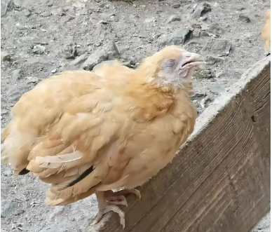 縮頭雞.png 縮頭雞.png