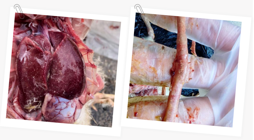 39321508.png 39321508.png