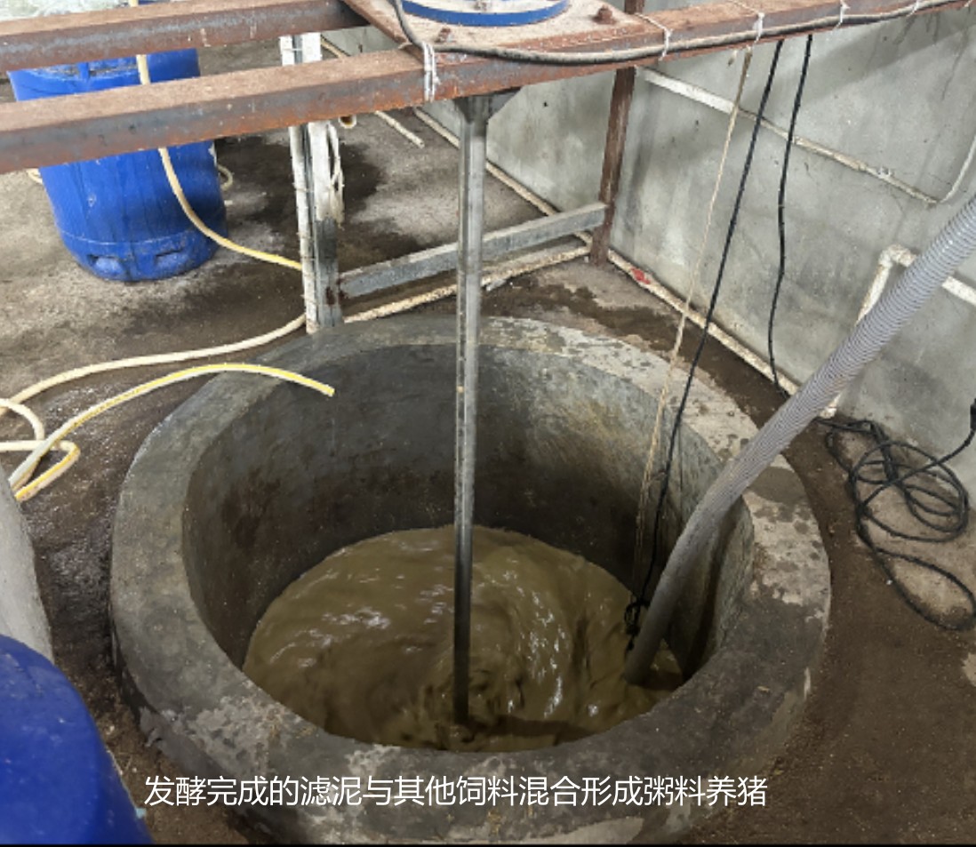 發(fā)酵完成的濾泥與其他飼料混合形成粥料養(yǎng)豬1.jpg 發(fā)酵完成的濾泥與其他飼料混合形成粥料養(yǎng)豬1.jpg
