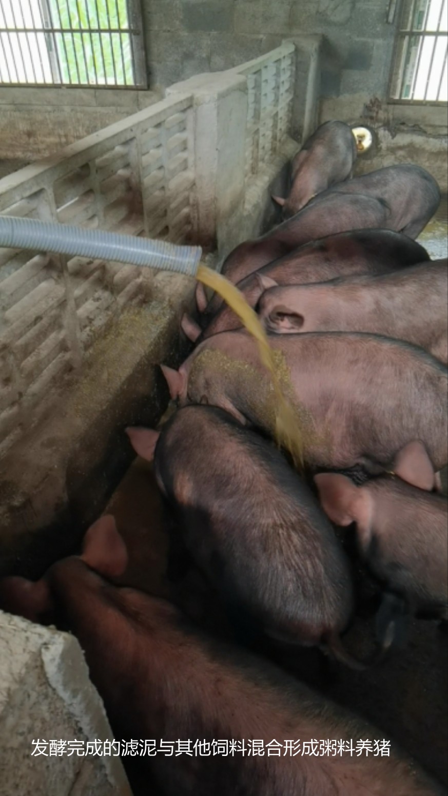 發(fā)酵完成的濾泥與其他飼料混合形成粥料養(yǎng)豬2.jpg 發(fā)酵完成的濾泥與其他飼料混合形成粥料養(yǎng)豬2.jpg