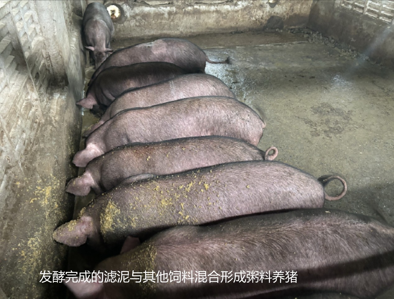 發(fā)酵完成的濾泥與其他飼料混合形成粥料養(yǎng)豬3.jpg 發(fā)酵完成的濾泥與其他飼料混合形成粥料養(yǎng)豬3.jpg