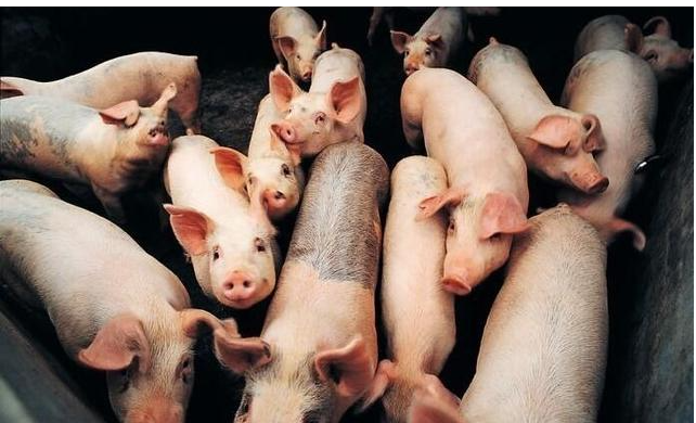 1729820518966.jpg 1729820518966.jpg