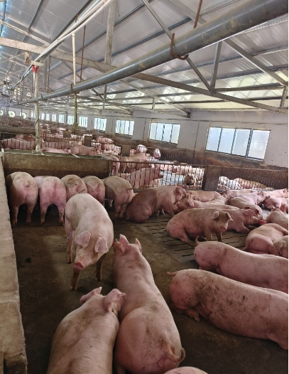 豬場(chǎng)圖片.png 豬場(chǎng)圖片.png