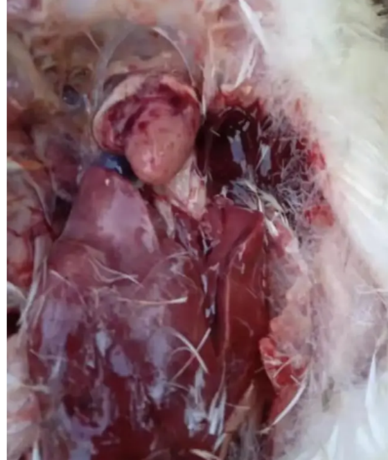 71A6447AD8C405FFB44D0F32B469AE3D.png 71A6447AD8C405FFB44D0F32B469AE3D.png