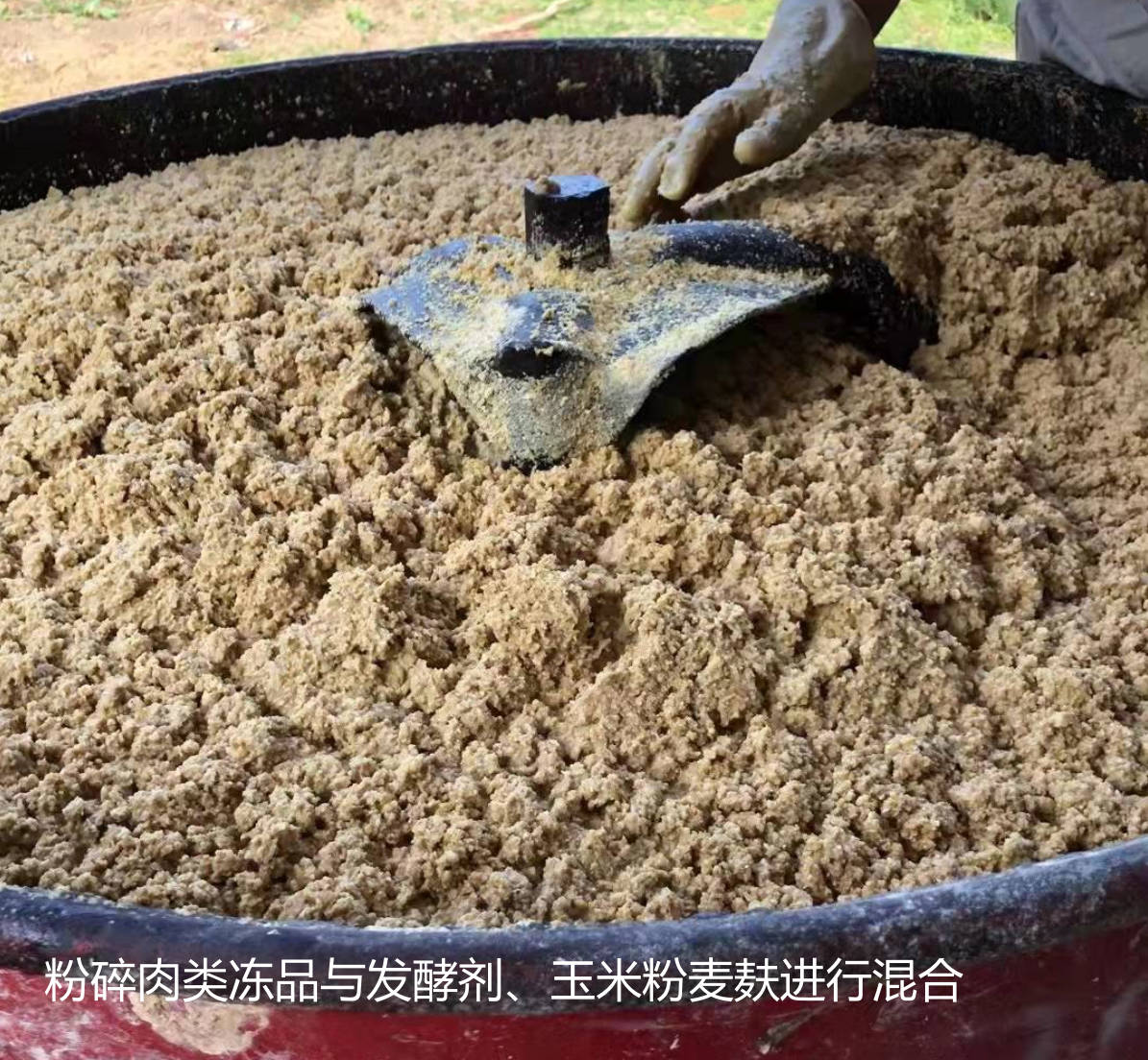 粉碎肉類凍品與發酵劑、玉米粉麥麩進行混合.jpg 粉碎肉類凍品與發酵劑、玉米粉麥麩進行混合.jpg