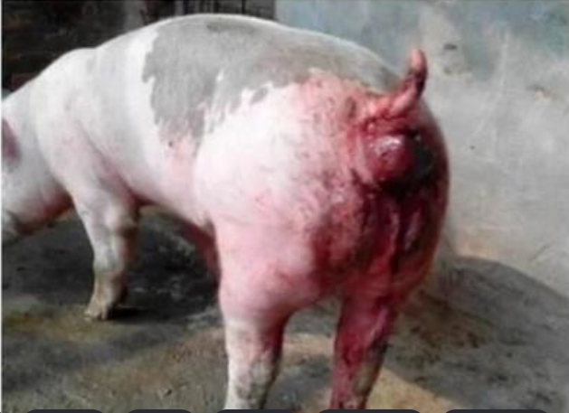 脫肛.png 脫肛.png