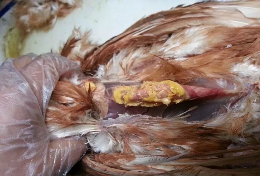 QQ瀏覽器截圖20241101095728.png QQ瀏覽器截圖20241101095728.png