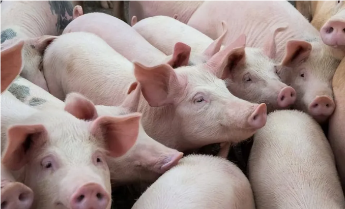 1730769280299.jpg 1730769280299.jpg