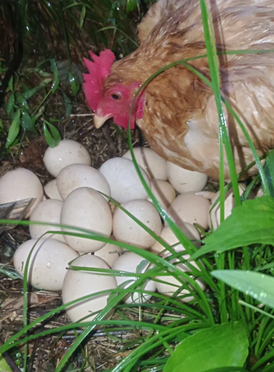 568A907E6B4394A7B32A01D329FA5472.png 568A907E6B4394A7B32A01D329FA5472.png