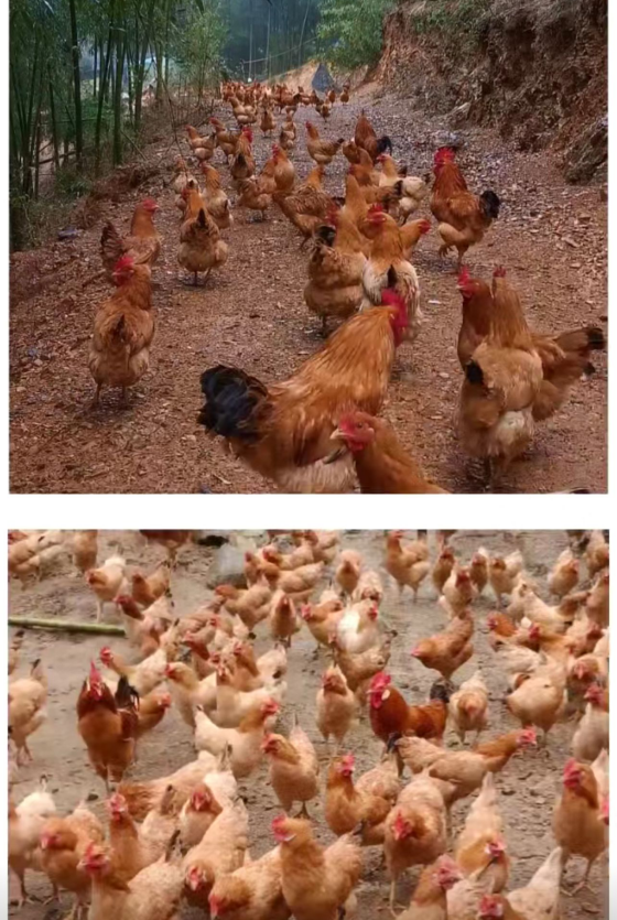 B6A074518EFBCE315A509B66793465A3.png B6A074518EFBCE315A509B66793465A3.png