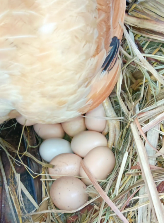 F7E3BA650DDBFE375CACE46D72798703.png F7E3BA650DDBFE375CACE46D72798703.png