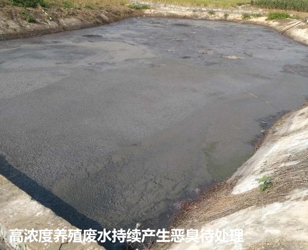 高濃度養殖廢水持續產生惡臭待處理.jpg