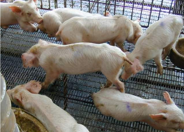 QQ瀏覽器截圖20241107094232.png QQ瀏覽器截圖20241107094232.png