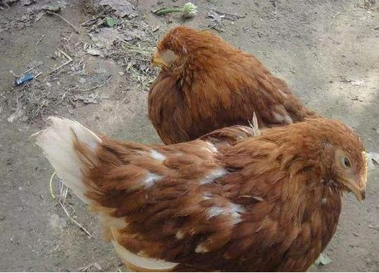 QQ圖片20241107105352.png QQ圖片20241107105352.png