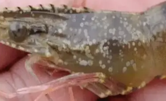 F2245BC6C4D3FA8D94CEF8D5EFA63622.png F2245BC6C4D3FA8D94CEF8D5EFA63622.png