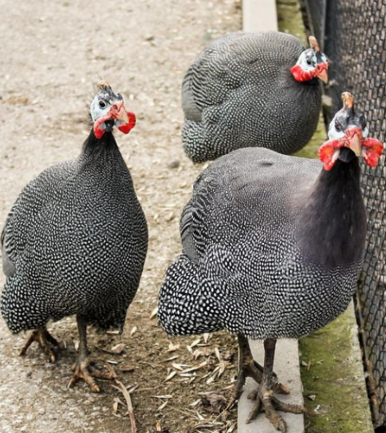 472C61FE026A03EB6D1A30ADE76C4C17.png 472C61FE026A03EB6D1A30ADE76C4C17.png