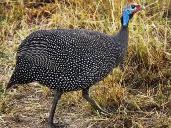 235C8110F594A31ADB1BD276B28A6A75.png 235C8110F594A31ADB1BD276B28A6A75.png