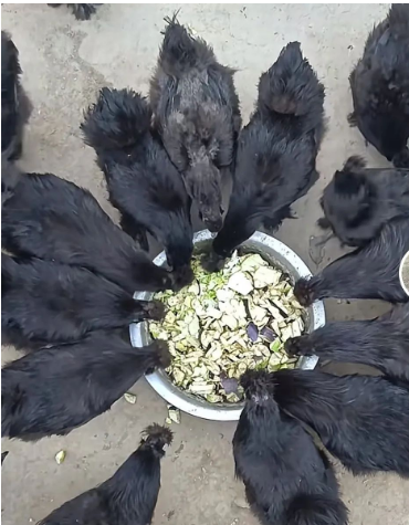 1731375561609.jpg 1731375561609.jpg