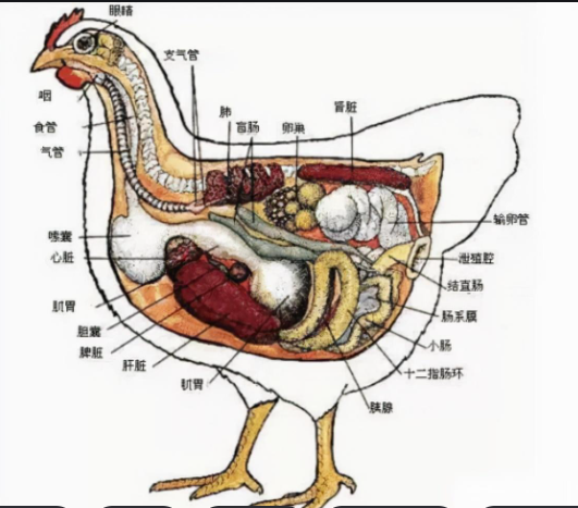 雞腸炎.png 雞腸炎.png