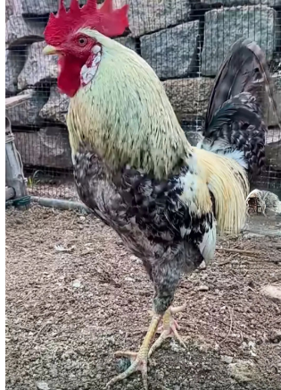 1731551867166.jpg 1731551867166.jpg