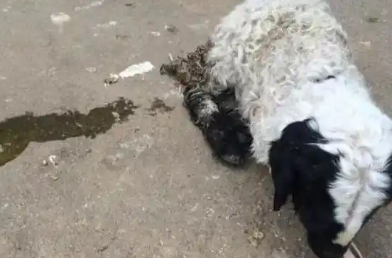 QQ圖片20241114111650.png QQ圖片20241114111650.png