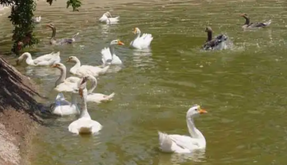 5EDAE49372E589695FD84157985ECEE9.png 5EDAE49372E589695FD84157985ECEE9.png