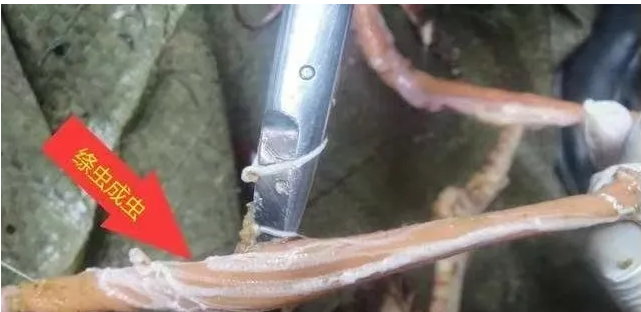 QQ瀏覽器截圖20241115110110.png QQ瀏覽器截圖20241115110110.png