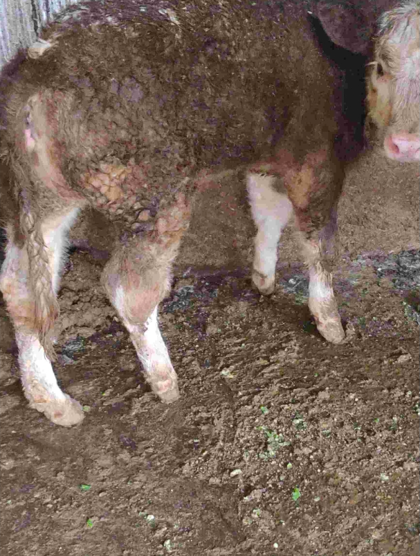 screenshot-1731653645983.png screenshot-1731653645983.png