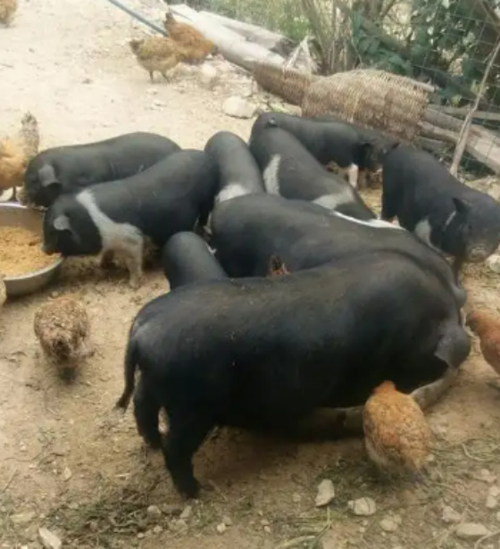 B52792FB2AF7446C356B4267E743B36C.png B52792FB2AF7446C356B4267E743B36C.png