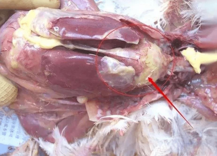 微信截圖_20241118100009.jpg 微信截圖_20241118100009.jpg