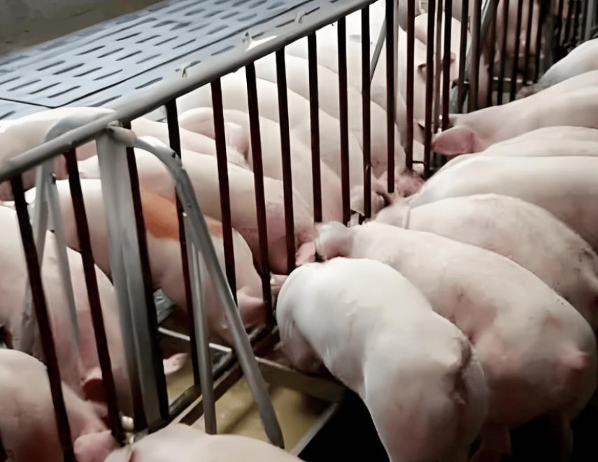 微信截圖_20241118122833.jpg 微信截圖_20241118122833.jpg