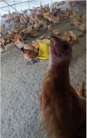 1731978005934.jpg 1731978005934.jpg