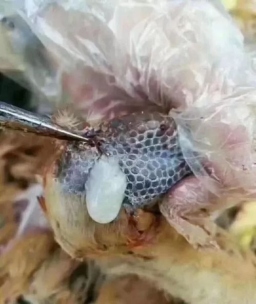 QQ瀏覽器截圖20241119105709.png QQ瀏覽器截圖20241119105709.png