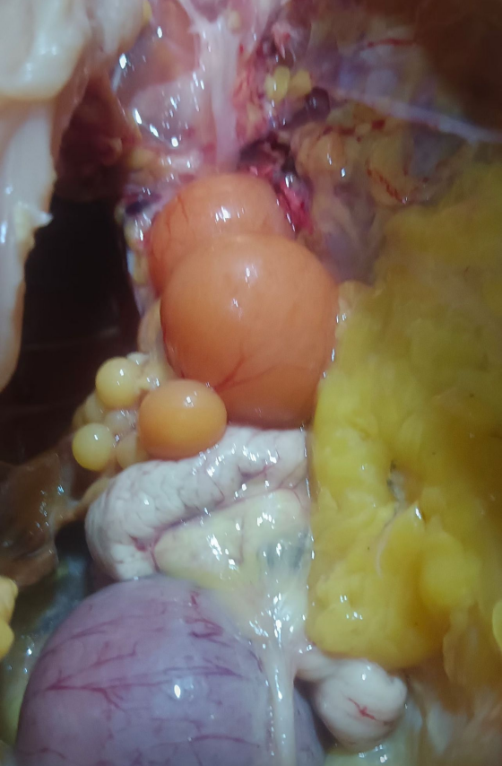 74660F68D18AA75AD6F92FDB59C84627.png 74660F68D18AA75AD6F92FDB59C84627.png