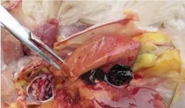 1732076778542.jpg 1732076778542.jpg