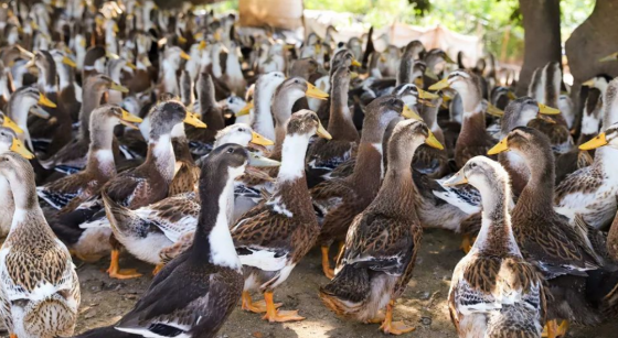 F474C608727952F0B3C5651480593B48.png F474C608727952F0B3C5651480593B48.png