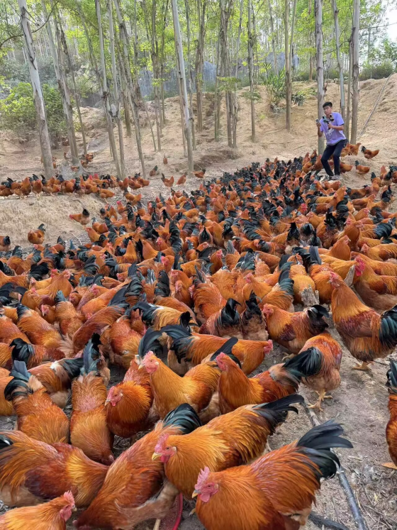 35C2A434F5B8BB70E9DED865D77B8683.png 35C2A434F5B8BB70E9DED865D77B8683.png